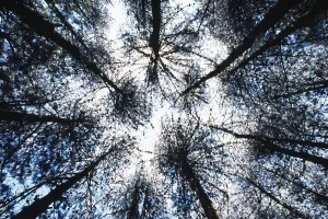 Pine tree