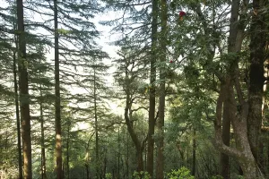 Pine tree forest at dhanaulti, Uttaranchal Uttarakhand