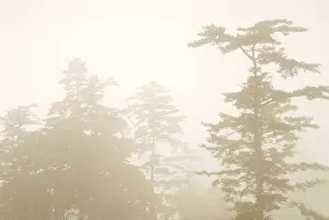 Pine tree in the forest with fog, natural woodland