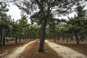 Pine tree forest in gangneung, south korea