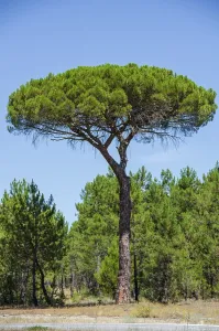 Pine, tree, forest, Spain, Europe