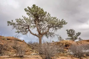 Pine tree with magpie nest on sandstome cliff
