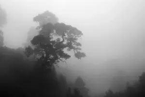 Pine tree in the mist from tradewind
