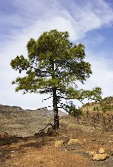 Pine tree in the Palmitos mountains