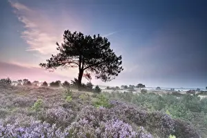 Pine tree silhouette and flowering heather at sunrise
