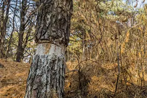 Pine tree trunk with peeling bark on a forest floor covered with pine needles