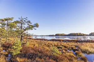 Pine trees on a bog by a lake a sunny autumn day