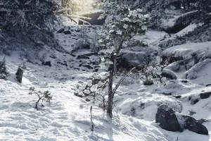 Pine trees forest in snow. Winter snow sunshine background