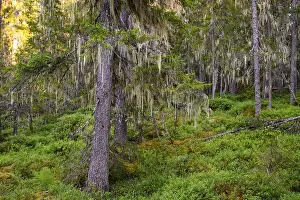 Pine trees (Pinus spec.) covered with lichen in a green primeval forest