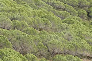 Pine trees or umbrella pines (Pinus pinea) on a mountainside