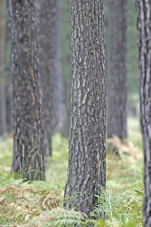 Pine trunks in the forest with fern plants on the ground