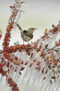 Pine Warbler (Dendroica pinus)