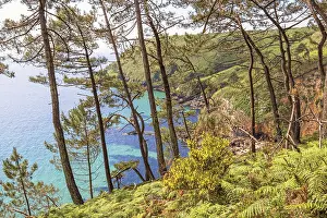 Pine woodland by a seabay with turquoise water at a rocky coastline a sunny summer day