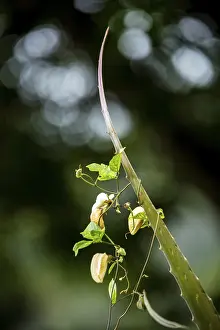 Pineapple (Ananas comosus), Pineapple plant with climbing orchid