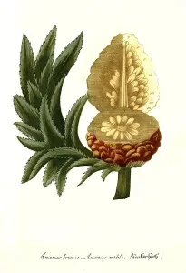 Pineapple brava, pineapple noble
