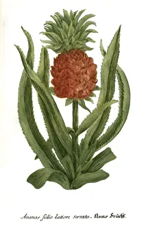 Pineapple folio latore serato, Historical