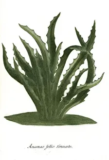 Pineapple folio sinuato, leaves