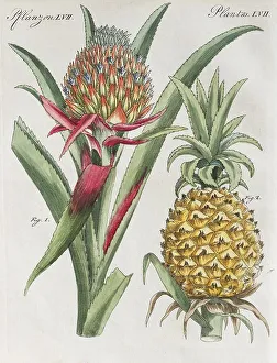 Pineapple (pineapple comosus), hand-colored copper engraving from Friedrich Justin Bertuch picture book for children