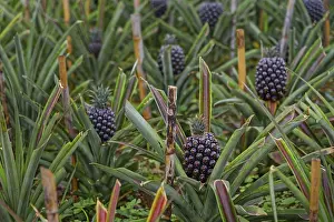 Pineapple plants with ripe fruits