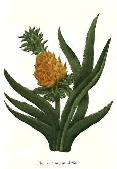 Pineapple sagita folio, Historical