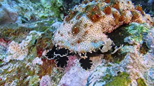 Pineapple sea cucumber (Thelenota ananas) on the uneven surfaces of tropical underwater areas