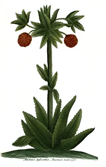 Pineapple silvestris, Pineapple sauvage