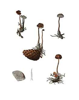 Pinecone mushroom (Auriscalpium vulgare)