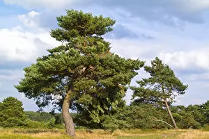 Pines