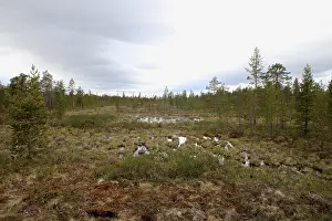 Pines, birches, mountain tundra