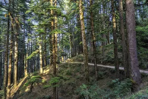 Pines and Deodars in Nature Park of Kanatal