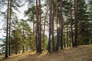 Pines in the forest and sunlight. Mountain trees