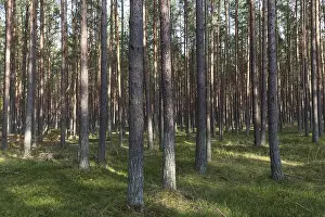Pines (Pinus), pinewood, tree trunks