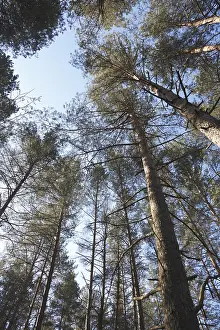 Pines in sky in forest