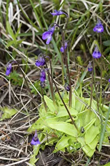 Pinguicula vulgaris, Common Butterwort