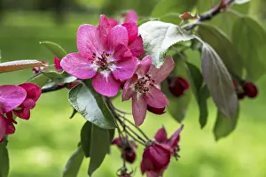 Pink apple tree flowers on a branch in spring