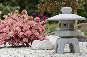 A pink azalea in full bloom in a private garden in japanese style
