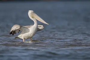 Pink-backed Pelican (Pelecanus rufescens)