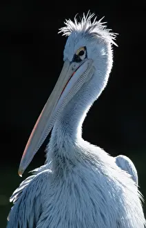 Pink-backed Pelican (Pelecanus rufescens)