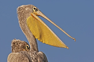 Pink Backed Pelicans (Pelecanus rufescens) portrait