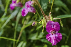 Pink balsam is in full bloom in the riparian forest