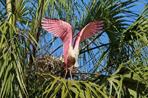 A pink bird flies from the nest
