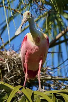 A pink bird stands on a branch amidst palm trees