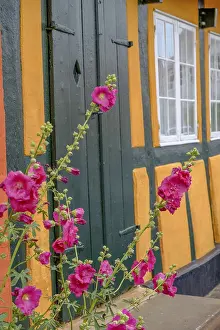 Pink blooming flowers in front of a yellow half-timbered house