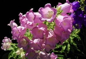 Pink bluebells shine in natural sunlight and display soft colours