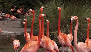 Pink Caribbean flamingo, Phoenicopterus ruber