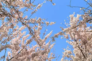Pink cherry blossom against blue sky