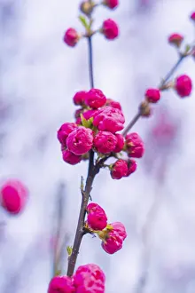 Pink cherry blossoms against a clear blue sky