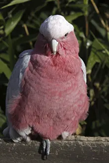 Pink cockatoo