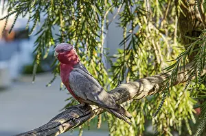 Pink cockatoo (Eolophus roseicapilla)