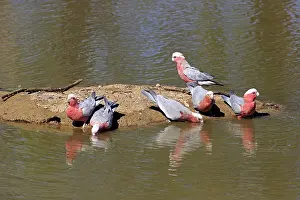 Pink Cockatoo, group drinking at water's edge